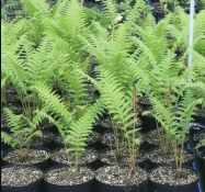 Our plant shop team and story