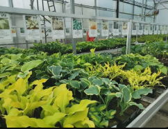 Advantages of our plant shop