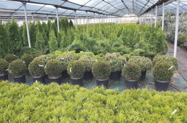 Our plant shop services